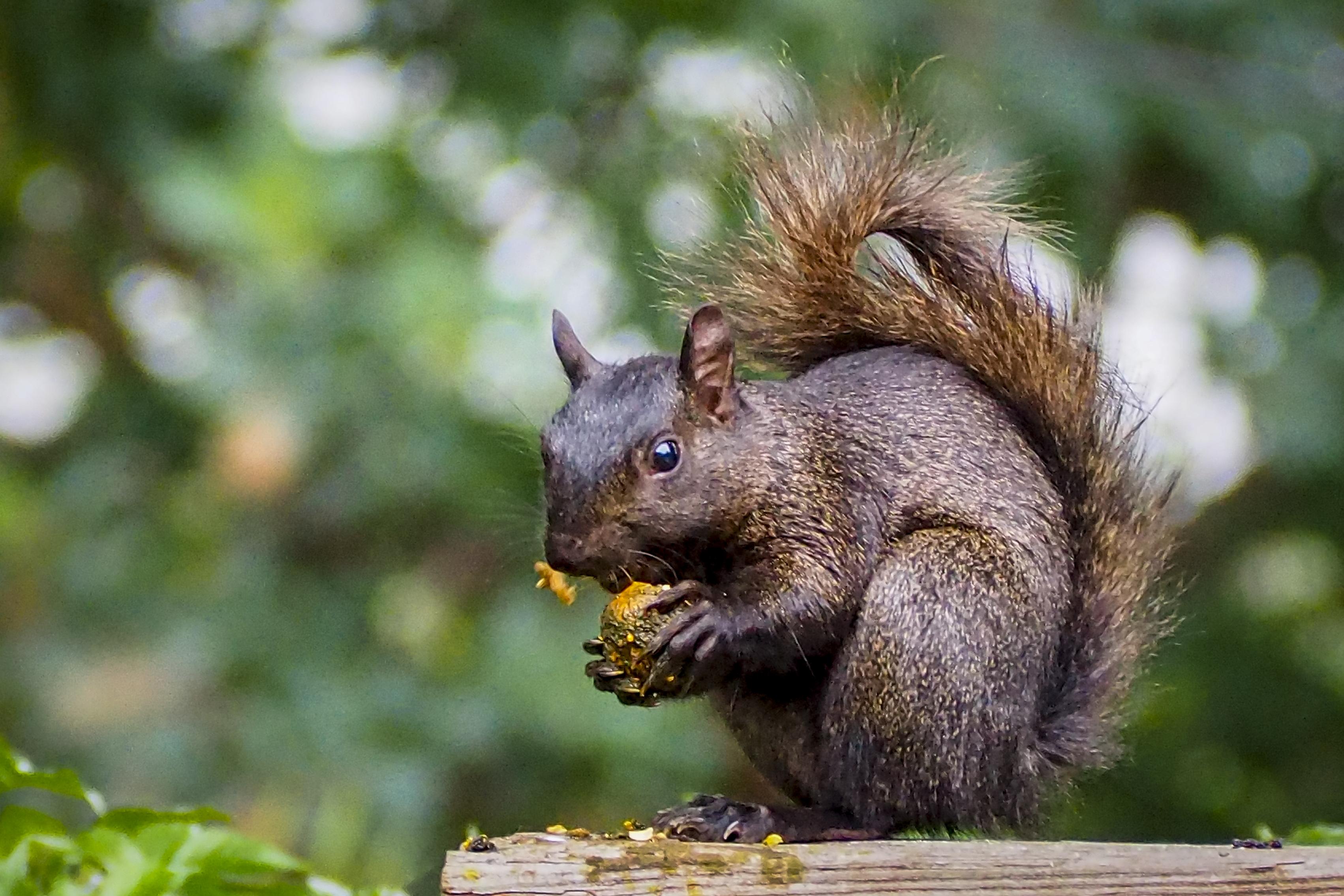 A squirrel with black fur eating a nut on a wooden fence